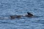 Baja05 - 228 * Our first glimpse of a baby pilot whale